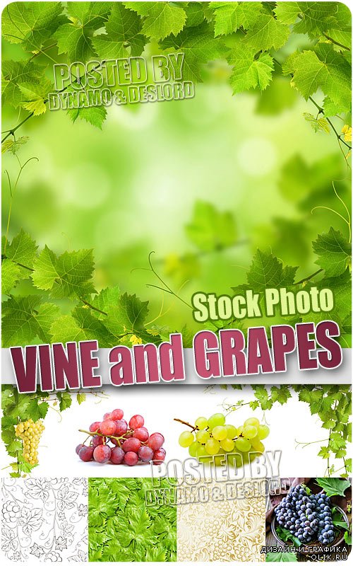 Виноградные грозди и листья - Растровый клипарт