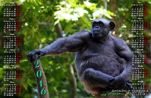  Настенный календарь - Шимпанзе на ветке 