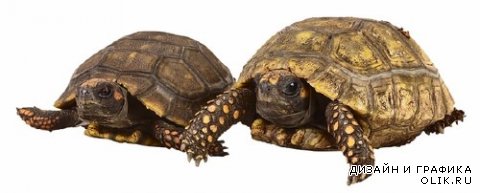 Пресмыкающиеся: Черепахи (наземные и водные) подборка
