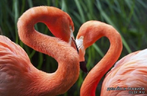 Фламинго розовый (обыкновенный) подборка изображений