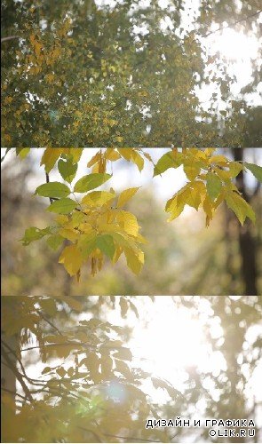 Осенние кадры / Autumn footage