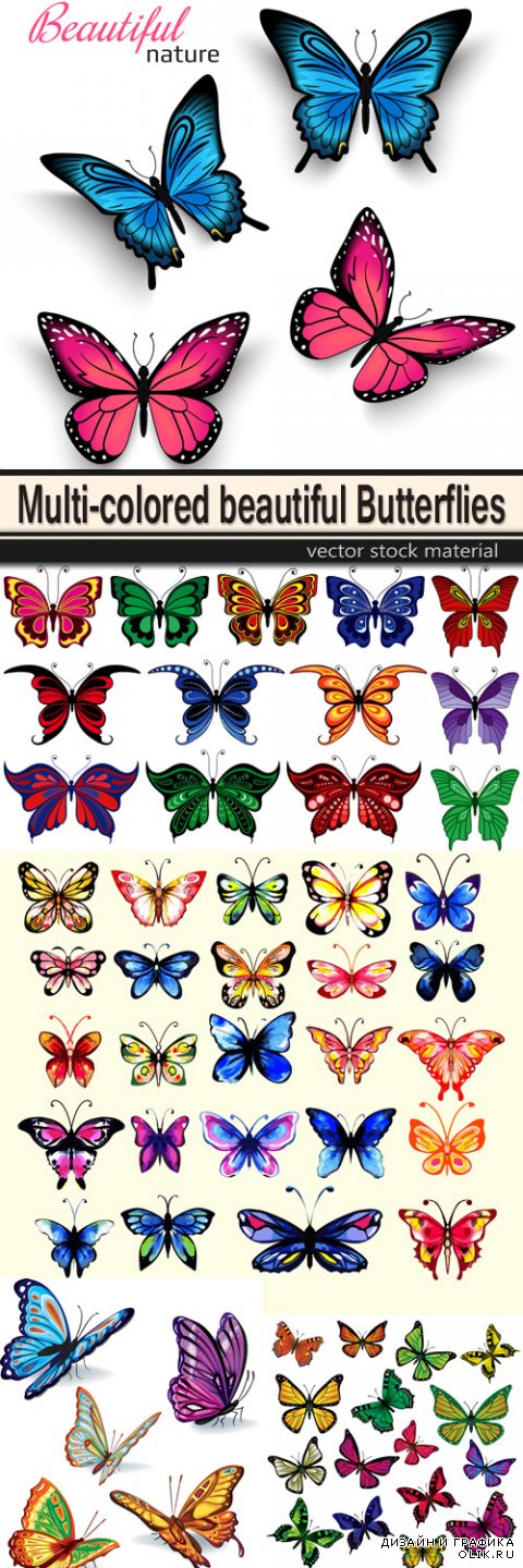 Multi-colored beautiful Butterflies