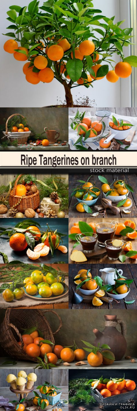 Ripe Tangerines on branch