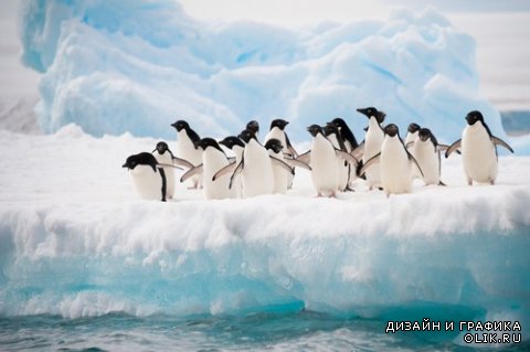 Пингвины - птицы антарктиды (подборка)