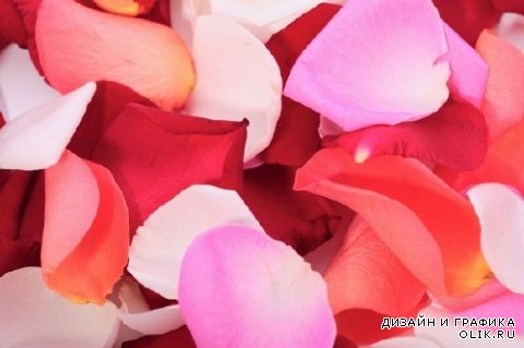 Лепестки прекрасных роз (подборка изображений)