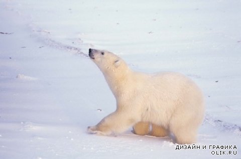 Хищники: Белый медведь (подборка изображений)