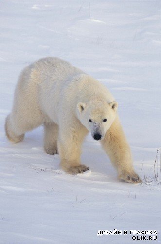 Хищники: Белый медведь (подборка изображений)
