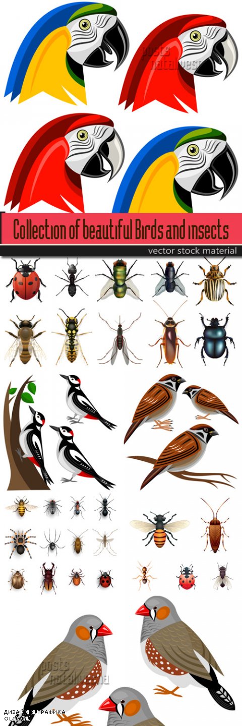 Collection of beautiful Birds and insects