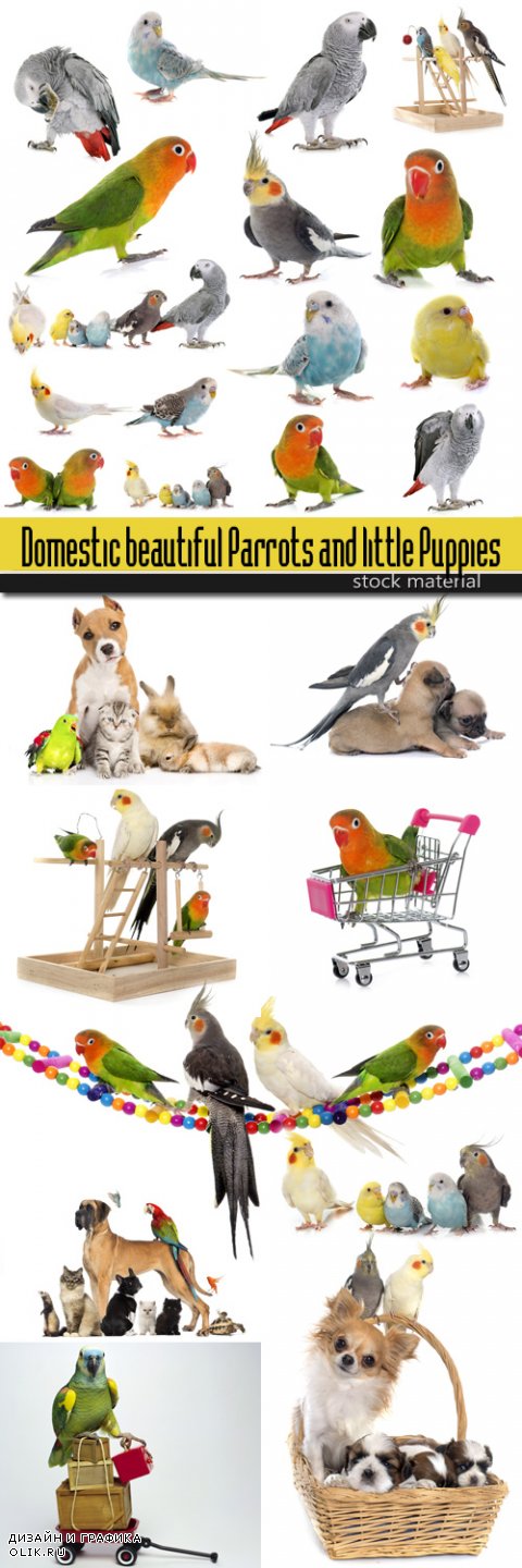 Domestic beautiful Parrots and little Puppies