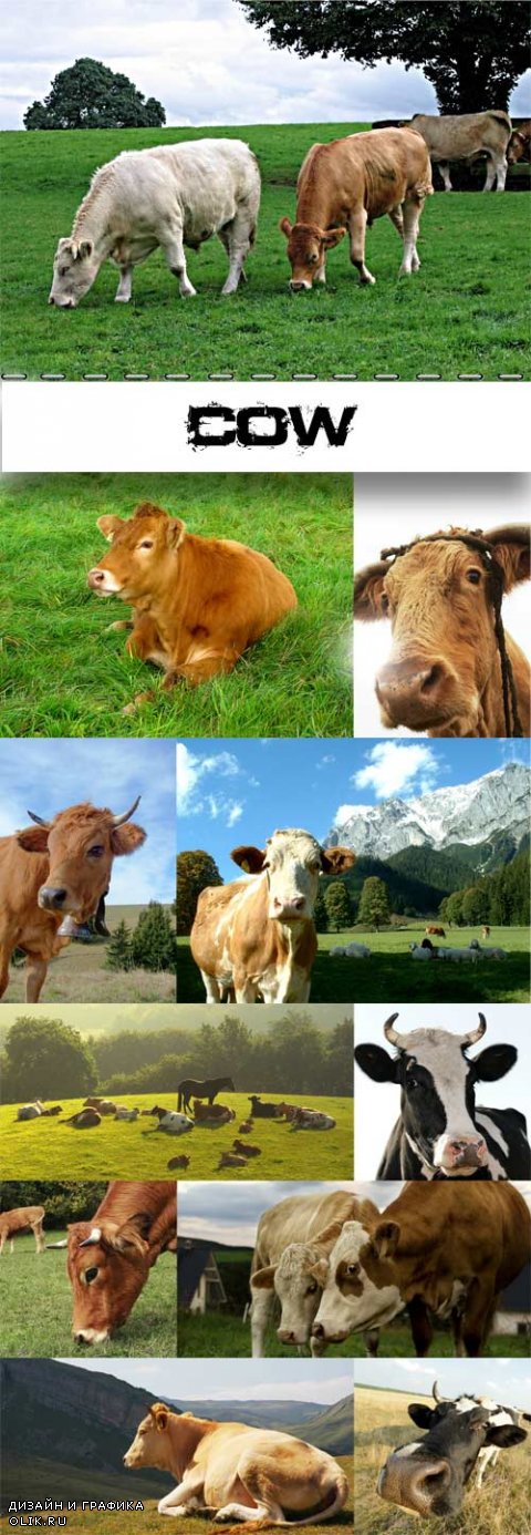 Cow raster graphics