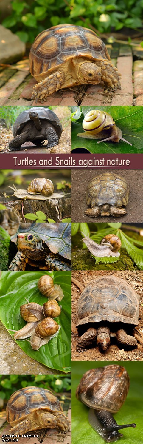 Turtles and Snails against nature