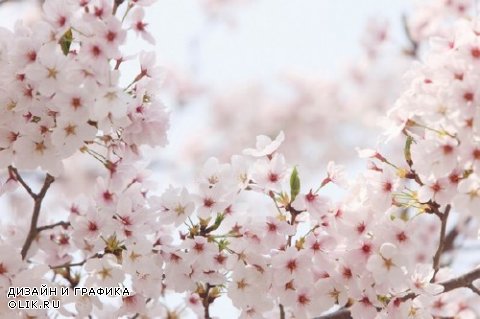 Цветущая вишня и сакура (подборка изображений)