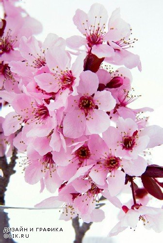 Цветущая вишня и сакура (подборка изображений)