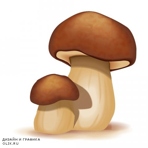 Грибы - Mushrooms