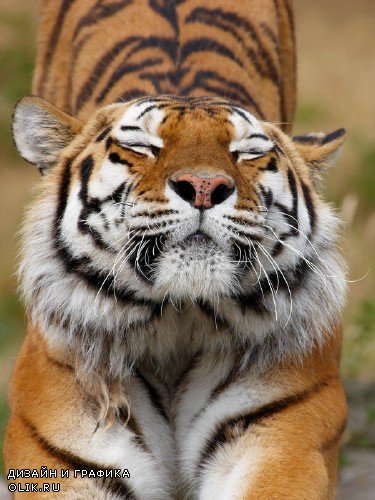 Хищные кошки: Тигр (подборка изображений)