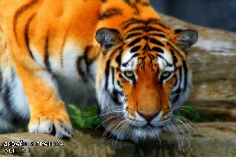 Хищные кошки: Тигр (подборка изображений)