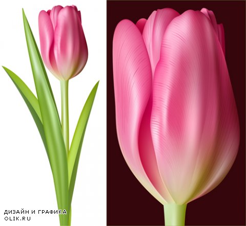 Фоны с тюльпанами - Backgrounds with tulips