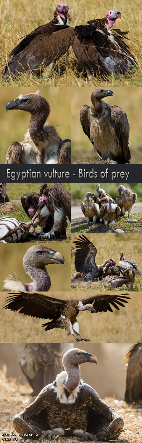 Egyptian vulture - Birds of prey