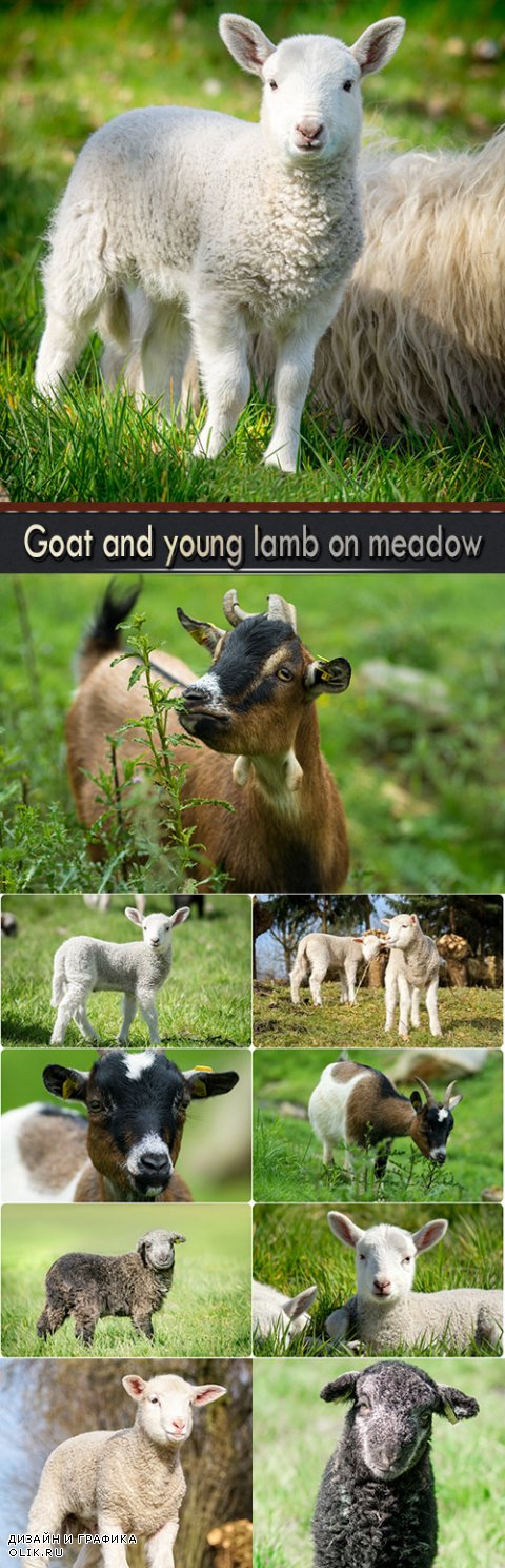 Goat and young lamb on meadow