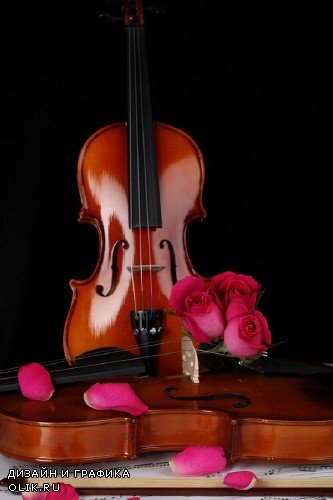 Violin (musical instrument) the images