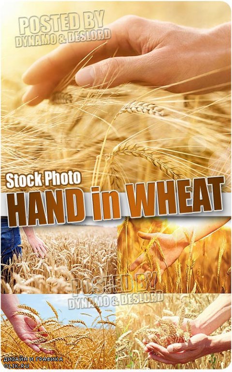 Рука в спелой пшенице - Растровый клипарт