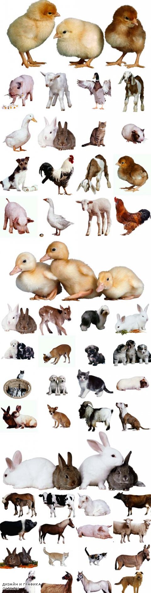 Pets and poultry raster graphics