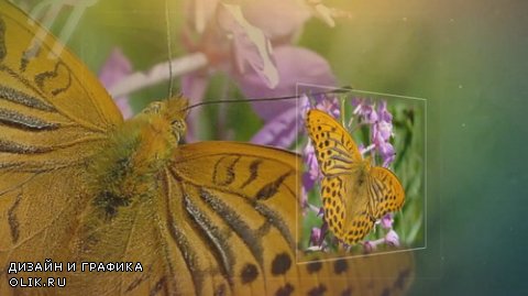 Butterflies of our meadows - Project for Proshow Producer