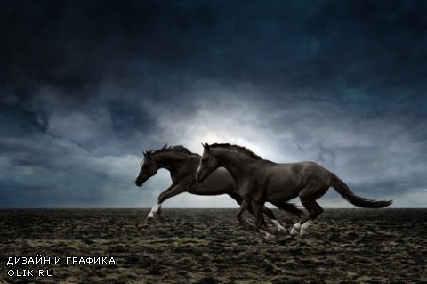 Растровый клипарт - Лошади 11
