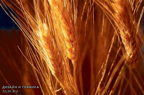 Растровый клипарт - Колосья пшеницы