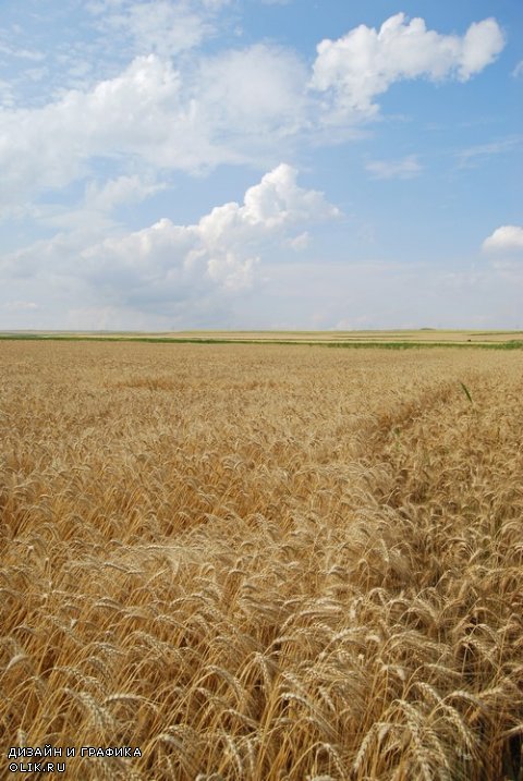 Растровый клипарт - Колосья пшеницы