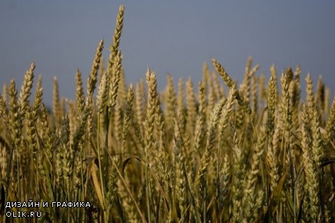 Растровый клипарт - Колосья пшеницы 2