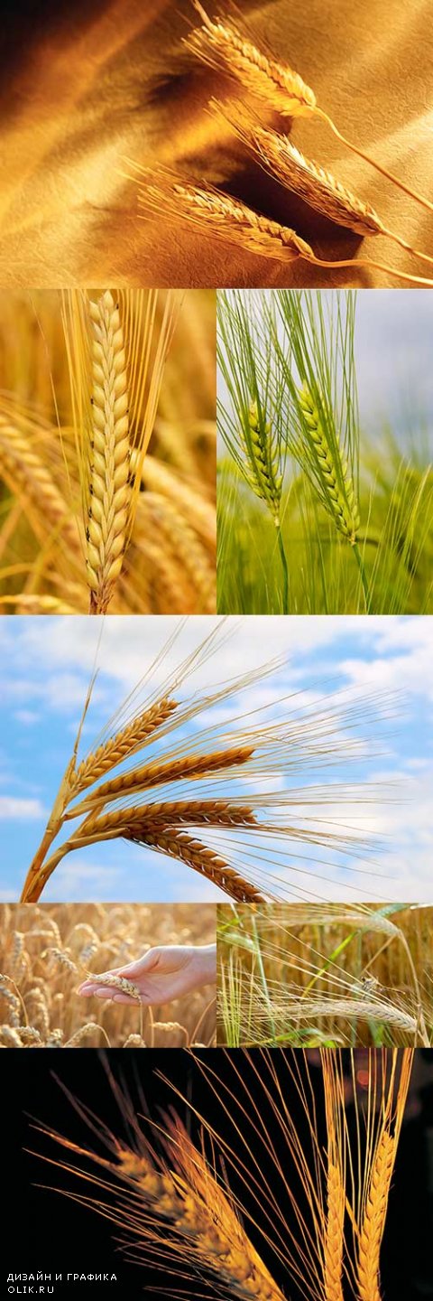 Растровый клипарт - Колосья пшеницы 4
