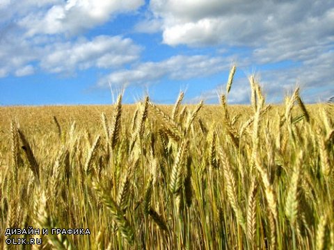 Растровый клипарт - Колосья пшеницы 4