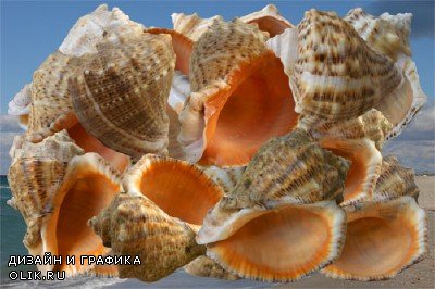 Клипарт Рапаны - подарки Черного моря