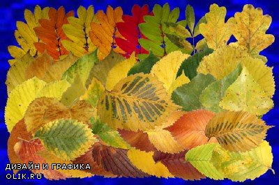 Клипарт Настоящие осенние листья - часть вторая - Рябина, осина, берёза и другие