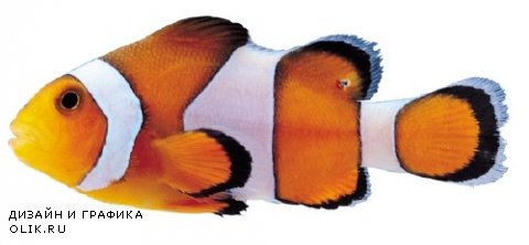 Мега коллекция №6: Аквриумные рыбки (прозрачный фон)