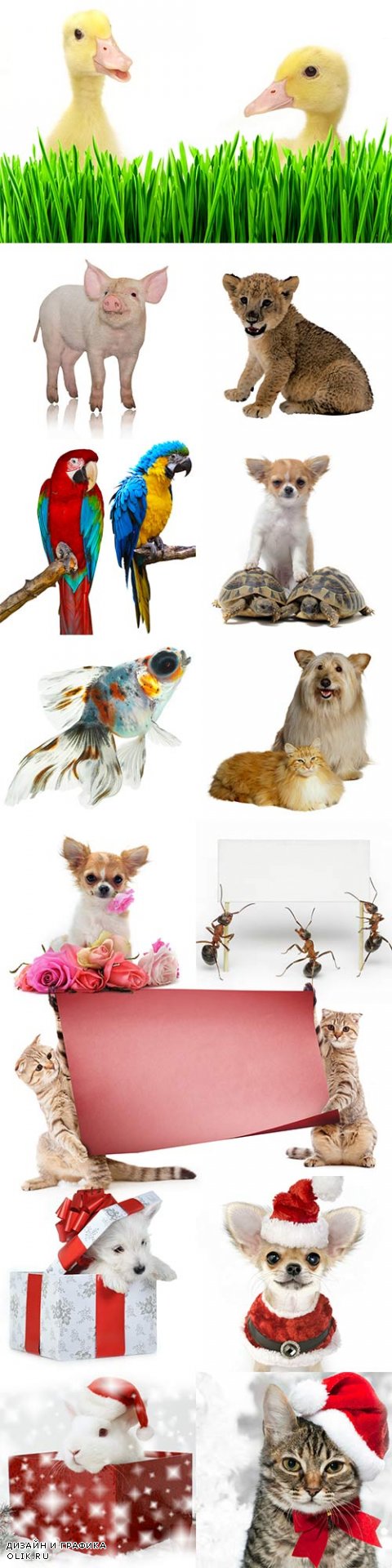 Animals on a white background