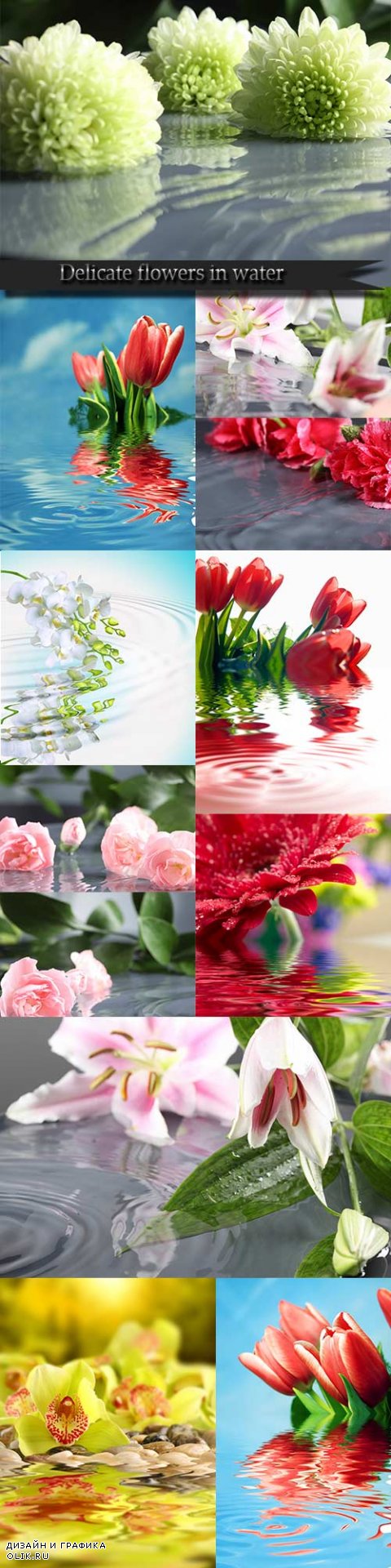 Delicate flowers in water