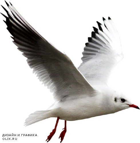 Птицы: Чайка (подборка изображений) прозрачный фон