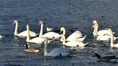 White swans swimming on the lake