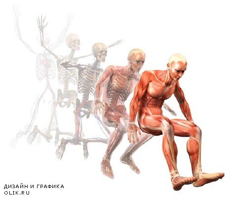 Анатомия человека: Мышцы, мышечная система (подборка изображений)