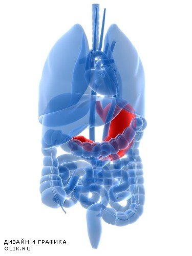 Анатомия человека: Внутренние органы (пдобрка изображений)