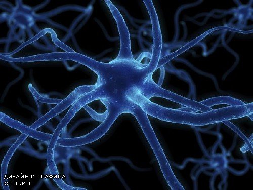 Анатомия человека: Мозг, нервная система (подобрка изображений)