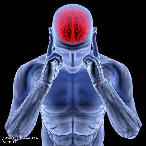 Анатомия человека: Мозг, нервная система (подобрка изображений)