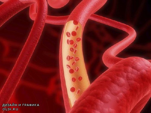 Анатомия человека: Кровеносная система, кровь, сердце (подобрка изображений)