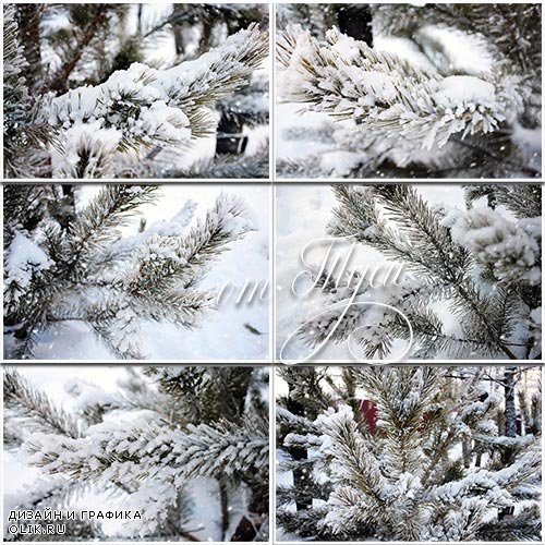 Клипарт - Ветки сосны в снегу / Pine branch in snow