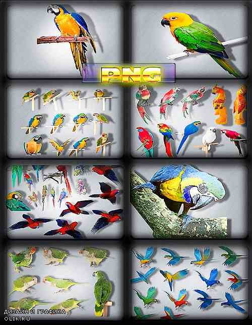 Новые клипарты - Разноцветные попугаи