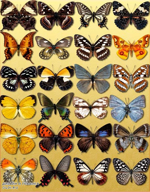 Клип-арты картинки - Декоративные бабочки