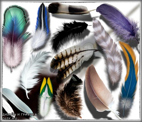 Клипарты для фотошопа - Перья разных птиц