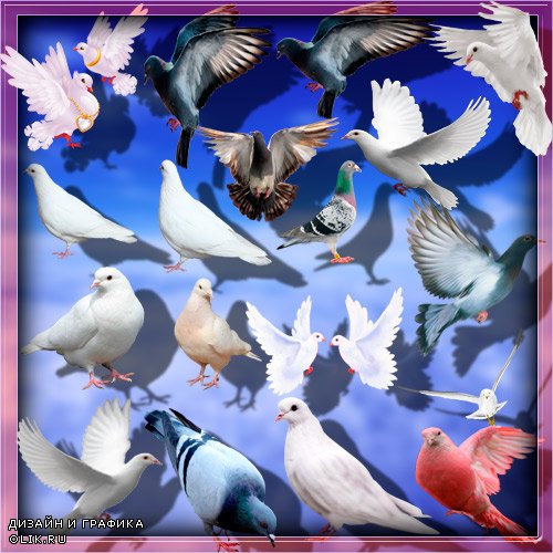 Качественные клип-арты - Дикие и домашние голуби